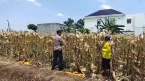 Bhabinkamtibmas Desa Growok Lakukan Pendampingan Petani Saat Panen Jagung